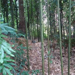 江苏绿化苗木基地 长叶苦竹 园林景区观赏绿化点缀种植 小区庭院公园绿化工程竹 基地批发价格