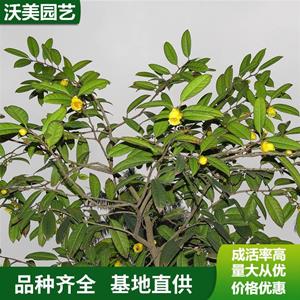 江苏绿化苗木基地 苗圃出售 金花茶盆苗 庭院绿化观赏开花植物 根系发达易成活 基地批发价格