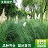 江苏绿化苗木基地 苗圃出售 矮蒲苇袋苗 园林绿化水生植物 花境观赏草 基地批发价格