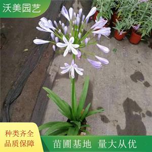 百子莲 花境花海植物 园林地被色块苗木 切花材料