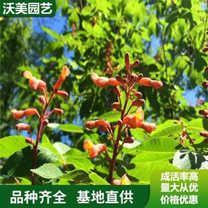 江蘇绿化苗木基地 苗圃出售 七葉樹树苗 绿化工程苗木 园林庭院造景植物 基地批发价格