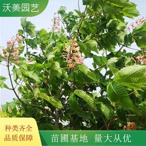 江蘇绿化苗木基地 沃美园艺出售 欧洲七葉樹 红花 家园 黄花景区造景栽植绿化树 基地批发价格