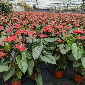 多年生草本植物 红掌小苗 * 净化空气 室内阳台观赏性种植