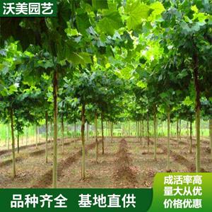 大量速生法桐小苗 园林庭院造景植物 道路绿湖色块苗 木