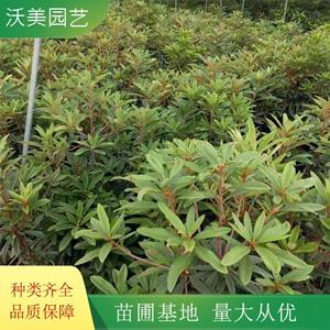 江苏绿化苗木基地 高山杜鹃花苗 枝繁叶茂 庭院花镜绿篱植物 园林片植观赏植物 基地批发价格