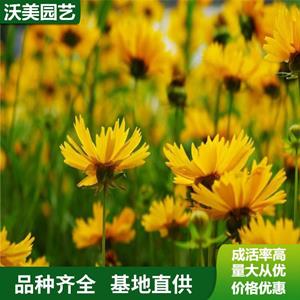 江苏绿化苗木基地 基地 大花金鸡菊 观赏花卉 草花地被 品种 工程中 基地批发价格