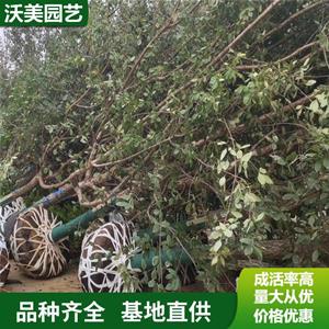 江苏绿化苗木基地 庭院绿化行道树苗 流苏树苗 四月雪油根子小苗嫁接桂花砧木 基地批发价格