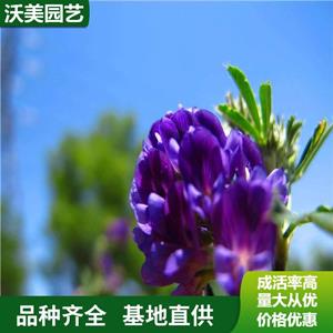 江苏绿化苗木基地 供应多年生草本植物紫花苜蓿 根颈发达 长势优良 便宜 基地批发价格