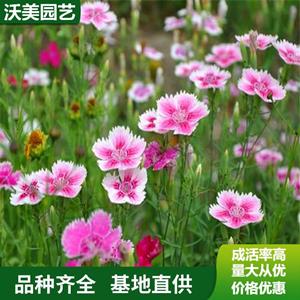 江苏绿化苗木基地 苗圃出售 地被石竹 花海工程打造 园林庭院造景植物 基地批发价格