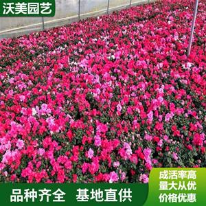 江苏绿化苗木基地 苗圃出售 锦绣杜鹃 花海工程打造 园林庭院造景植物 基地批发价格