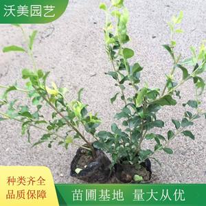 江苏绿化苗木基地 大量供应 金禾女贞地苗 常绿性绿化工程市政苗木 高度20-40公分 基地批发价格