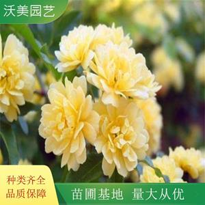 黄色木香 花苗爬藤植物浓香四季 蔷薇花苗庭院花卉盆栽