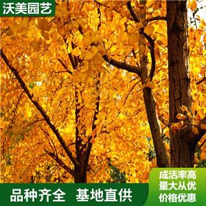 苗圃出售 银杏 园林庭院造景植物 公园学校绿化苗木