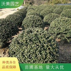 沃美园艺出售 龟甲冬青球 道路隔离带绿化栽植苗四季常绿