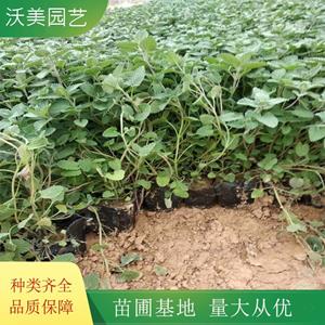 江苏绿化苗木基地 沃美园艺出售 美国薄荷小苗 阳台盆景盆栽观赏苗 绿化苗木 基地批发价格