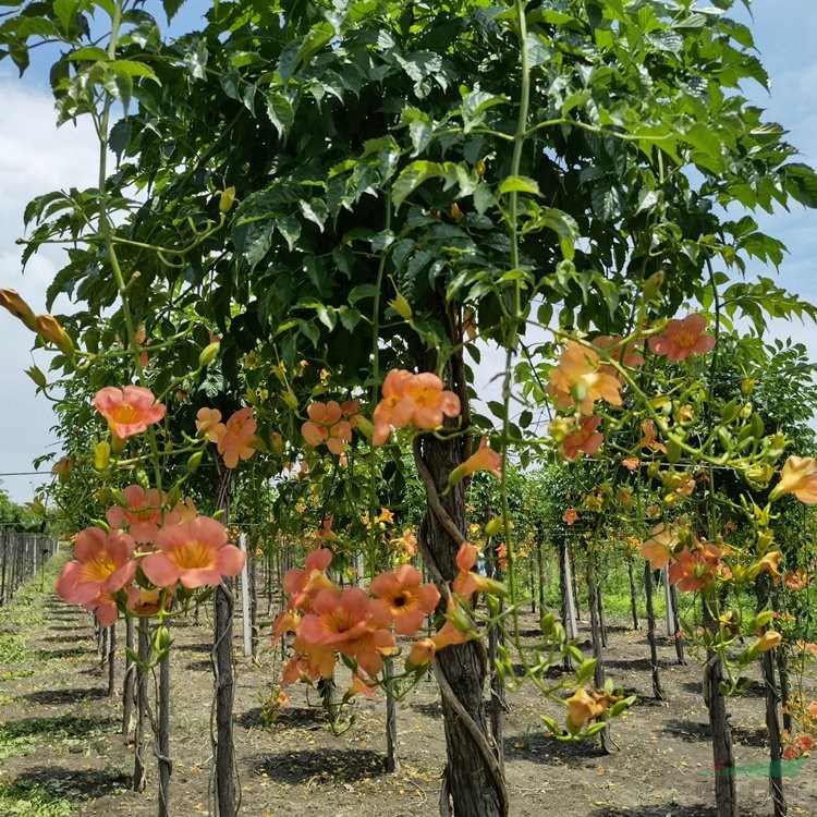 苗圃出售乔木中华凌霄树 高杆美国凌霄花小区绿化种植观赏风景树