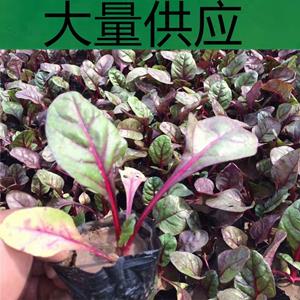 苗圃出售 公园绿化草花红叶甜菜 花坛花镜冬季配色植物