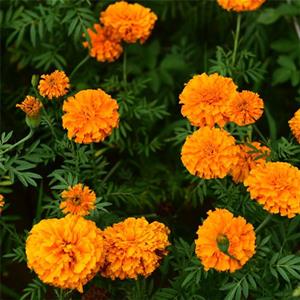 苗圃供應萬壽菊 盆栽切花 园林绿化花坛花径花丛材料 品种*