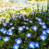 婆婆纳苗圃基地花坛地栽苗 切花材料 园林景观造景花卉植物