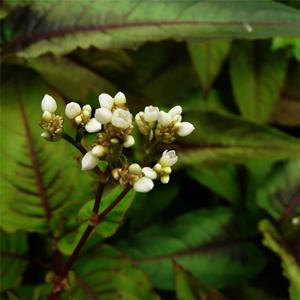 苗圃供应赤胫散 公园别墅小区工程绿化苗 花蝴蝶 花境植物批发