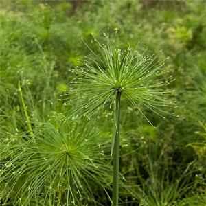 常绿水生植物纸莎草 池塘造景 河道公园水体绿化