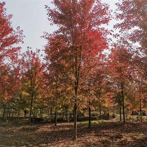 基地出售美国红枫 公园小区街道绿化 园林造景行道树 花境植物批发