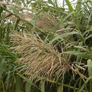 苗圃出售护坡草五节芒 切花材料生态修复 山坡绿化草 基地直售