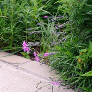 出售瞿麦盆栽地栽苗 花坛花境布置 岩石园丛植 作切花 花境植物批发