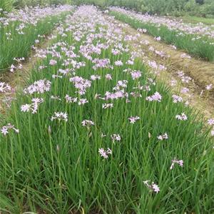 长期供应紫娇花苗 庭院阳台观赏花卉 花坛花镜造景 切花材料