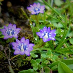 基地供应龙胆花花苗 花园绿篱庭院开花观赏植物 花境植物批发