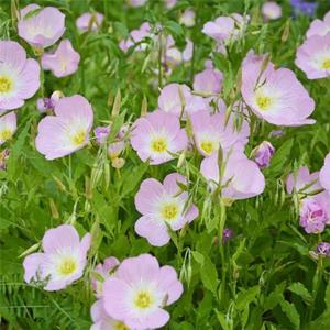 美丽月见草 室内外阳台盆栽 园林景观花海绿化工程苗 待霄草 花境植物批发