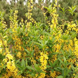 耐寒落叶灌木连翘 花坛花镜布置材料 园林观赏花卉