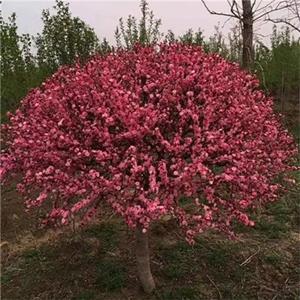 基地供应榆叶梅球 园林街道路边绿化观花灌木树种 花境植物批发