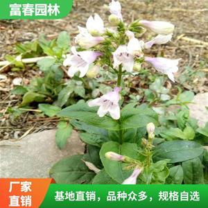 出售毛地黄钓钟柳 花坛花镜配置材料 园林地被造景绿植苗