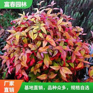 火焰南天竹基地种植 景区园林绿化造景配植 花坛色块苗