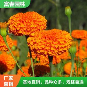 常年供应万寿菊 庭院绿化 节假日庆典盆栽花卉 阳台色块装饰苗