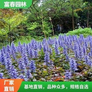 各种规格多花筋骨草花境植物 景区园林绿化镶边配植