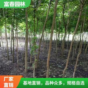 重阳木园林道路绿化工程苗 草坪配植 防风定沙护坡 行道庭荫树