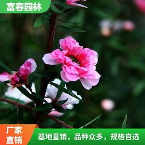 松红梅 景区园林绿化工程苗 花坛花镜造景观花品种 四季常绿