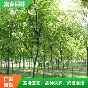 发榉树 公路旁作行道树 适合与常绿风景林混植 小区园林绿化用苗