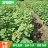 乌桕行道树园林绿化工程 乌桕树 种植基地多规格供应