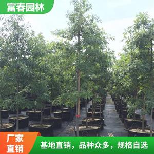 苗圃新品出售栎树系列 沼生栎 红针栎 太平洋光辉 庭院观赏树