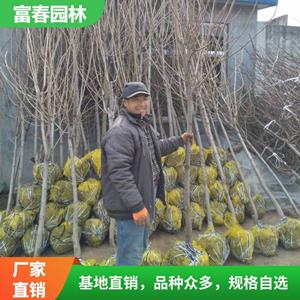 苗圃出售 1-10公分规格柿子树 果园常用栽植苗木