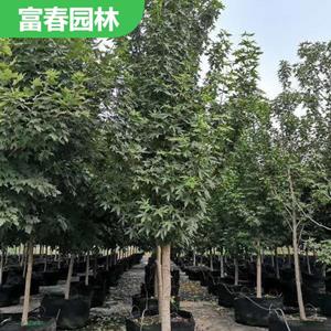 苗圃出售 北美枫香 沃顿 绿化造景栽植苗 工程配植苗木