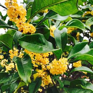 8-20公分丹桂生长势强 枝干粗壮 庭院绿化赏花观叶风景树