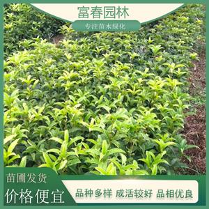 桂花 丹桂绿化造景栽植树 四季金桂栽种 规格全景观树小行道树