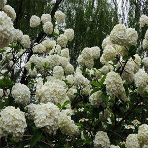 基地供应 木本绣球 庭院绿化造景灌木 花坛花镜观赏花卉 园林改造