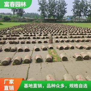 基地出售剪股颖草坪草皮 高尔夫球场果岭球道运动场所绿化草坪