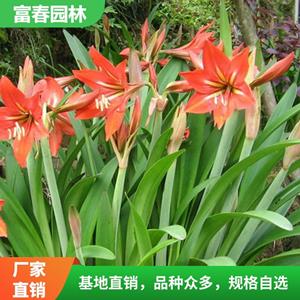 朱顶红 基地种植 庭院绿化造景工程 花坛花镜色块镶边造景苗