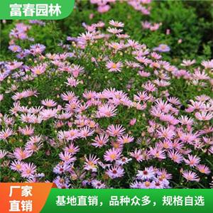 瓜叶菊 基地种植 观花植物 品种多 花坛花镜镶边配植 绿化工程苗